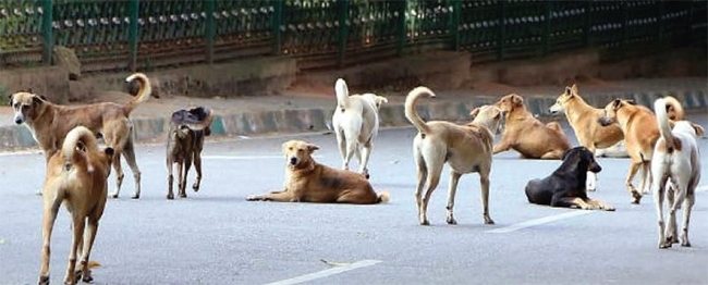 धुळे महापालिकेची मोकाट कुत्र्यांवर मोहीम — लवकरच निर्बीजीकरण व अँटी रेबीज लसीकरणाला प्रारंभ